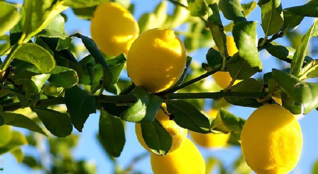 Budidaya Jeruk Lemon Cepat dengan Hasil yang Melimpah!
