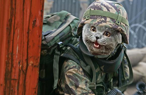 US Army Soldier Wants to Bring Back Cat From Overseas