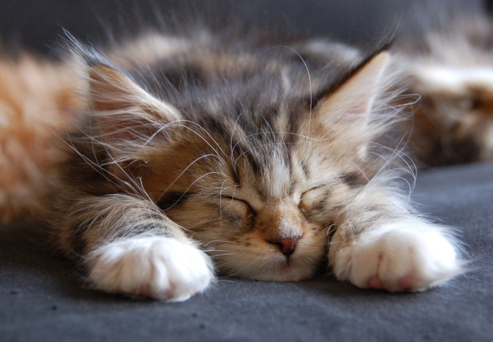 Reasons Your Cat Sleeps So Much That Might Surprise You