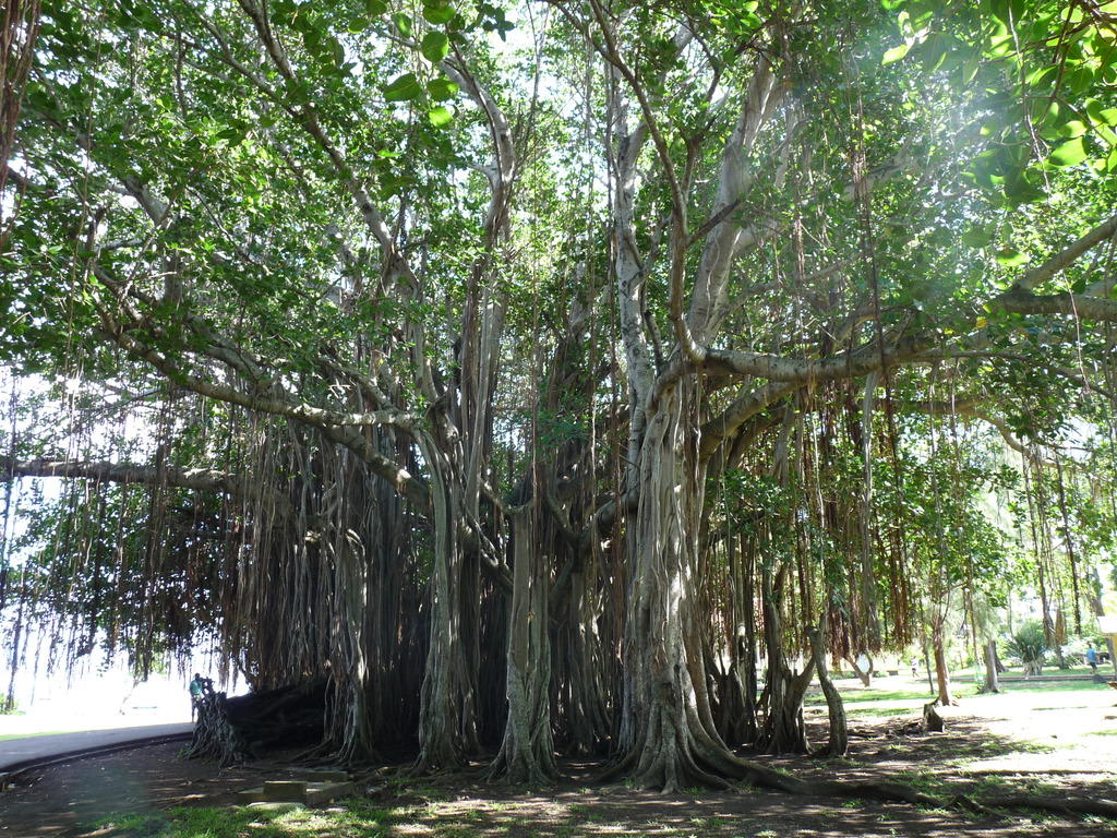 Bild "Bodhibaum" zu Black River Gorges National Park in Chamarel