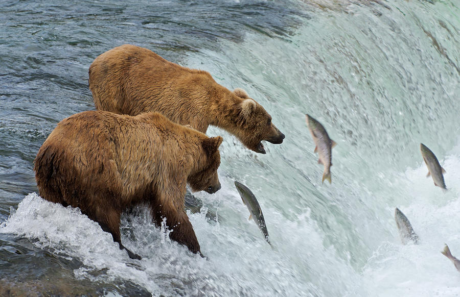 Two Brown Bears Catching Salmon At Photograph by Keren Su - Fine Art ...