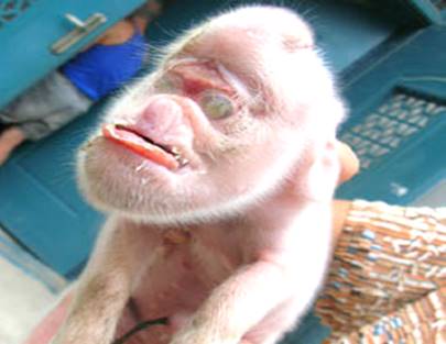 Holoprosencephaly Pig – Clinical Eye Openers