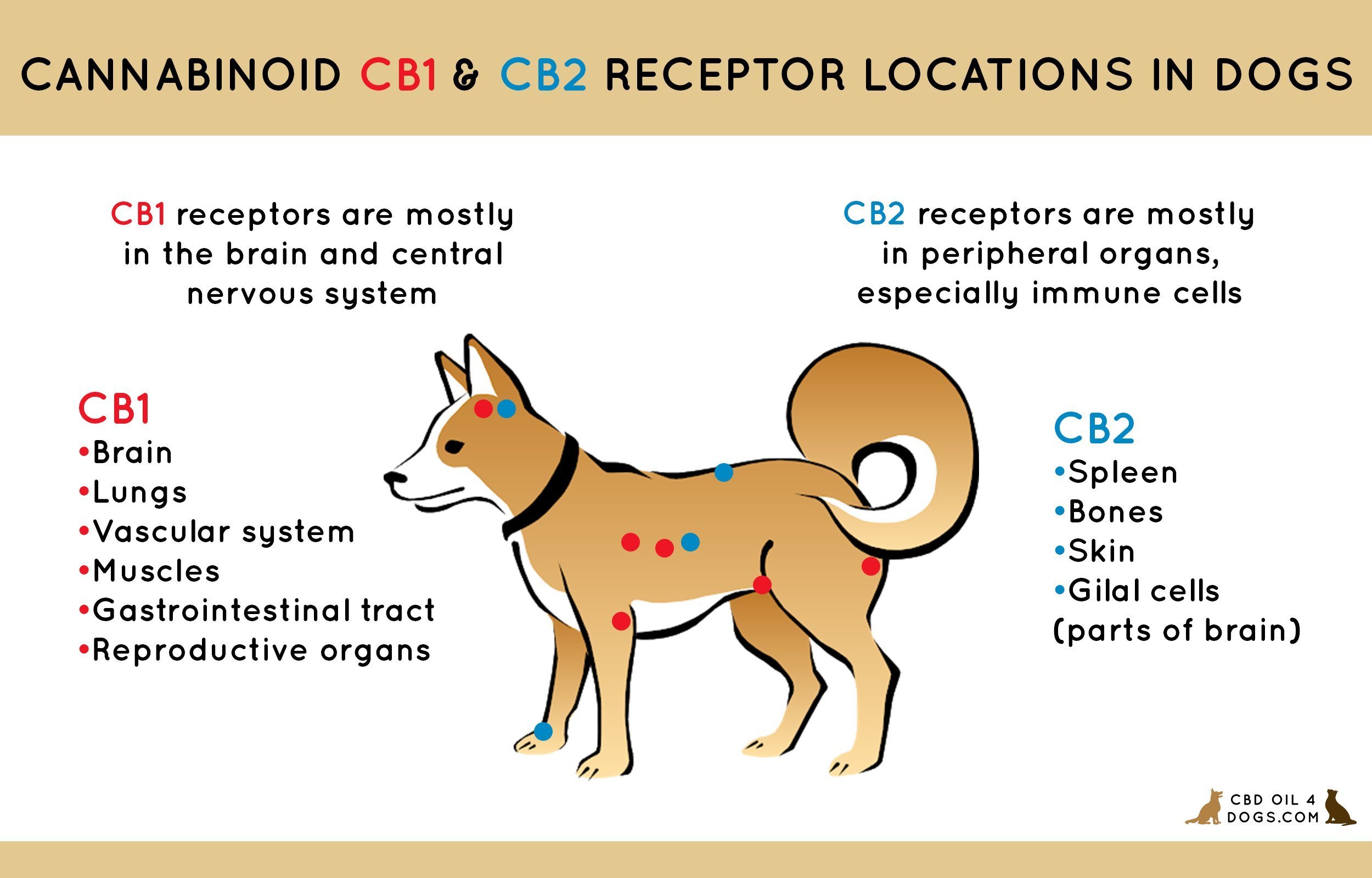 What Can I Give My Dog for Pain? - CBD Oil For Dogs