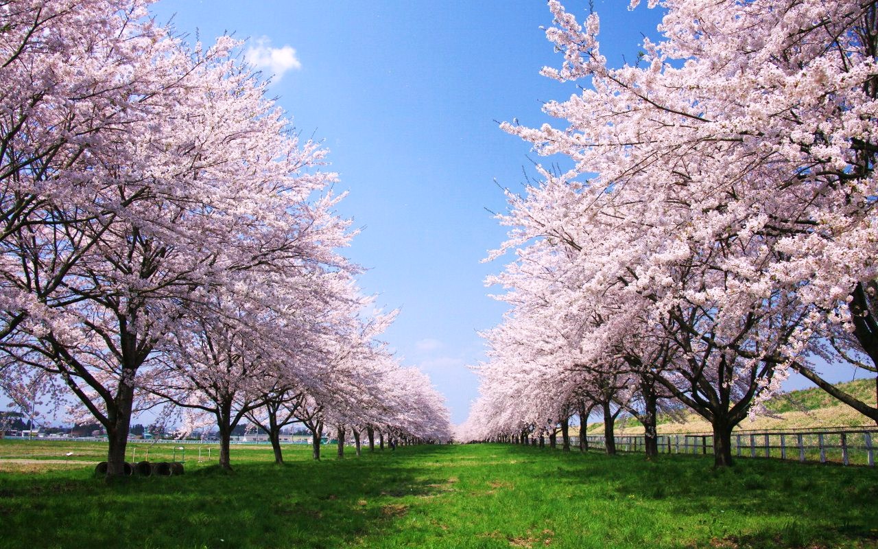 画像 : 春といえば桜！壁紙にしたいほど綺麗な桜の画像まとめ【高画質】 - NAVER まとめ