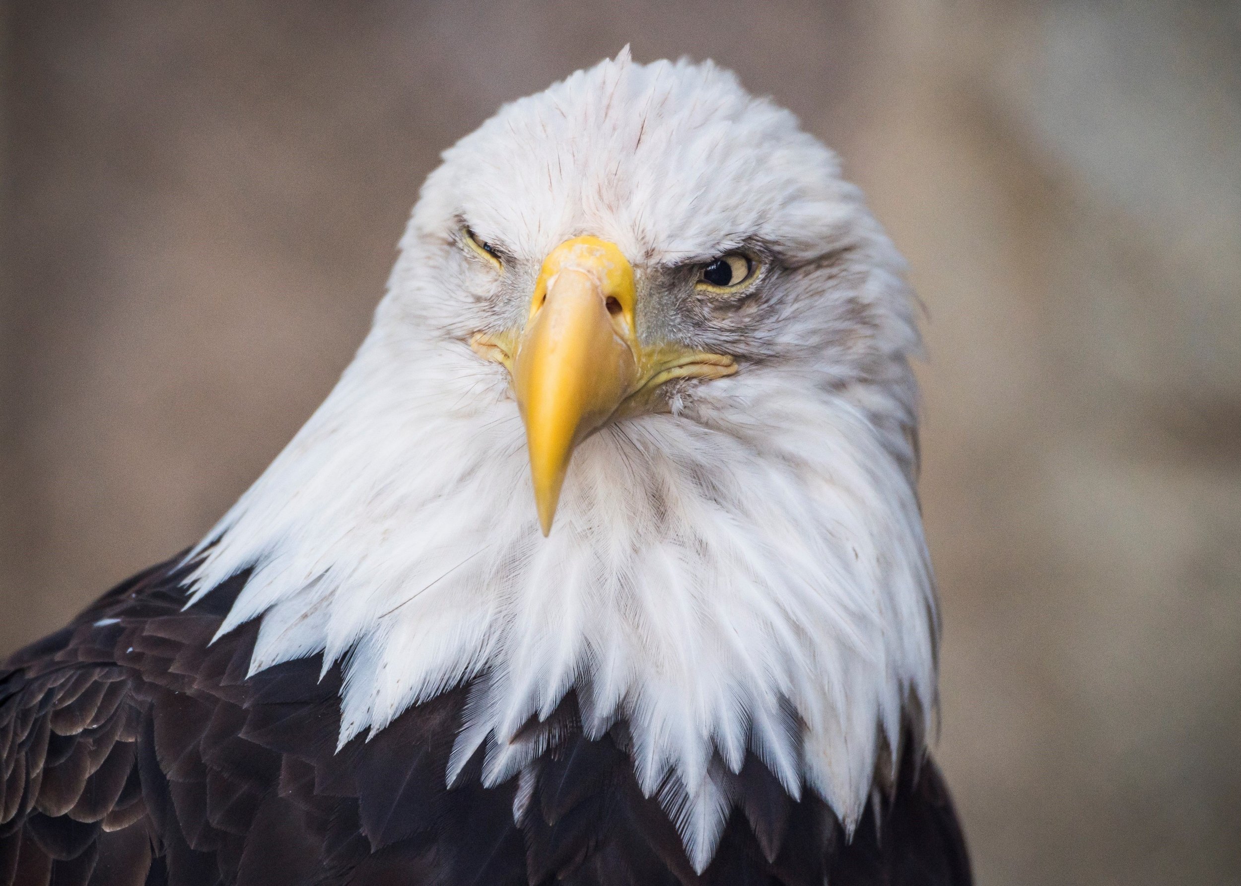 Interesting Facts about Bald Eagles Most People Don't Know