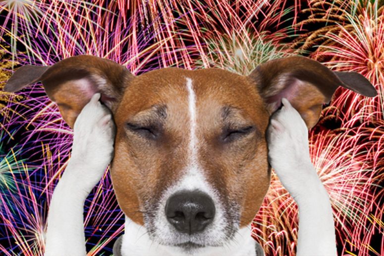 SPCA petitions government to put an end to the public use of fireworks