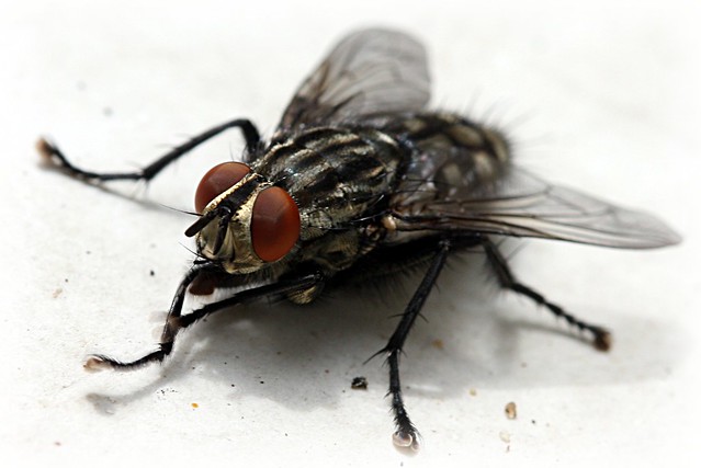 "Horse-fly" | Flickr - Photo Sharing!