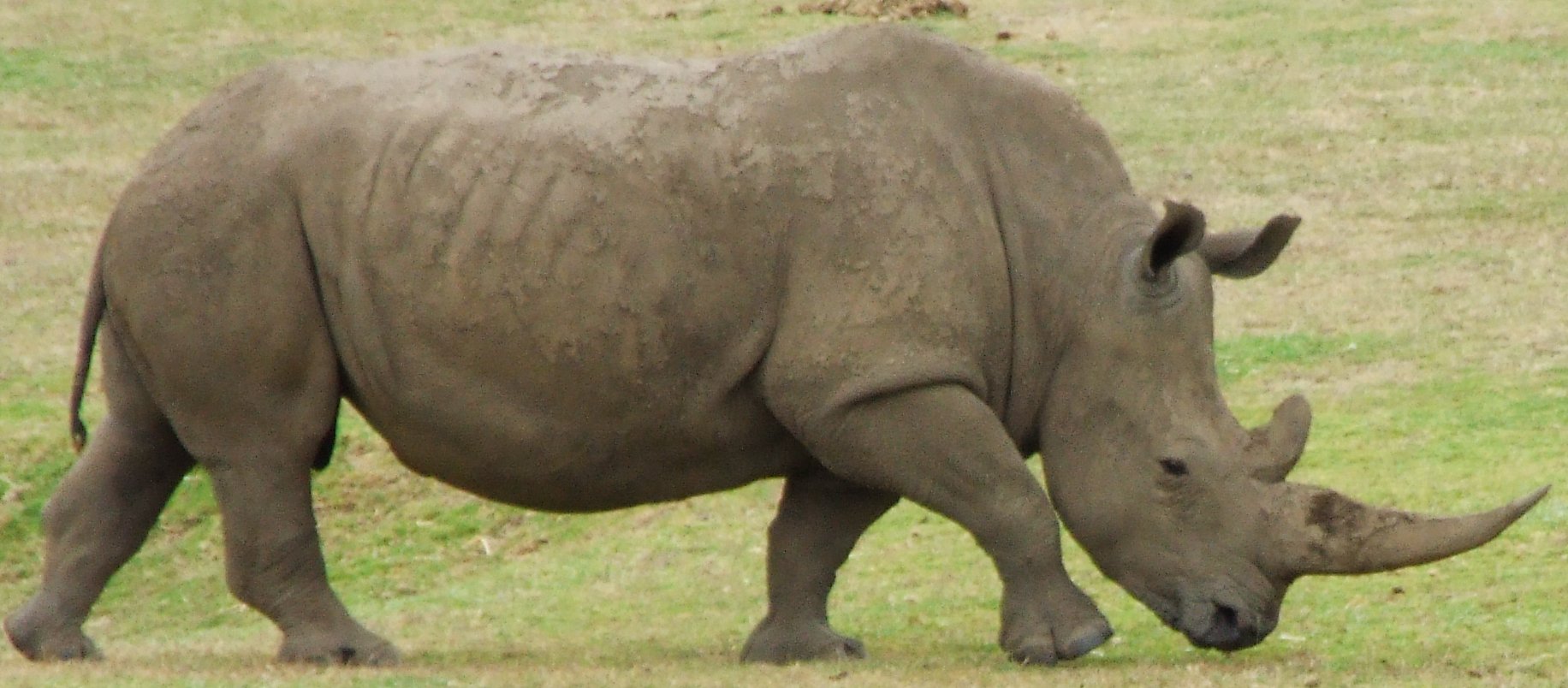 File:Rhino 2.jpg