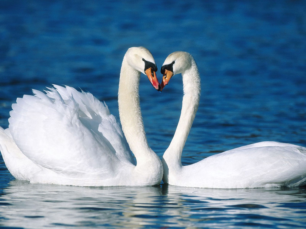 Animals in Love wallpapers, pictures, snaps, images, photo - Romantic ...