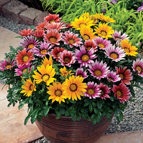 Flowers that will stay strong all Summer long!