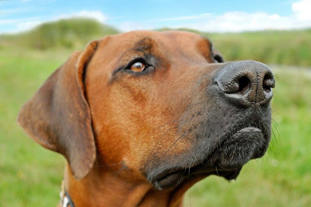 Big Dog Breeds That Don't Shed You'll Love