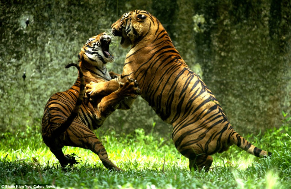 Roaring argument! No love lost between these two as photographer captures ferocious tiger fight ...