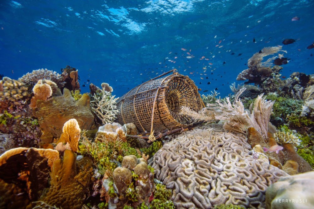 Ekosistem Dunia Bawah Laut