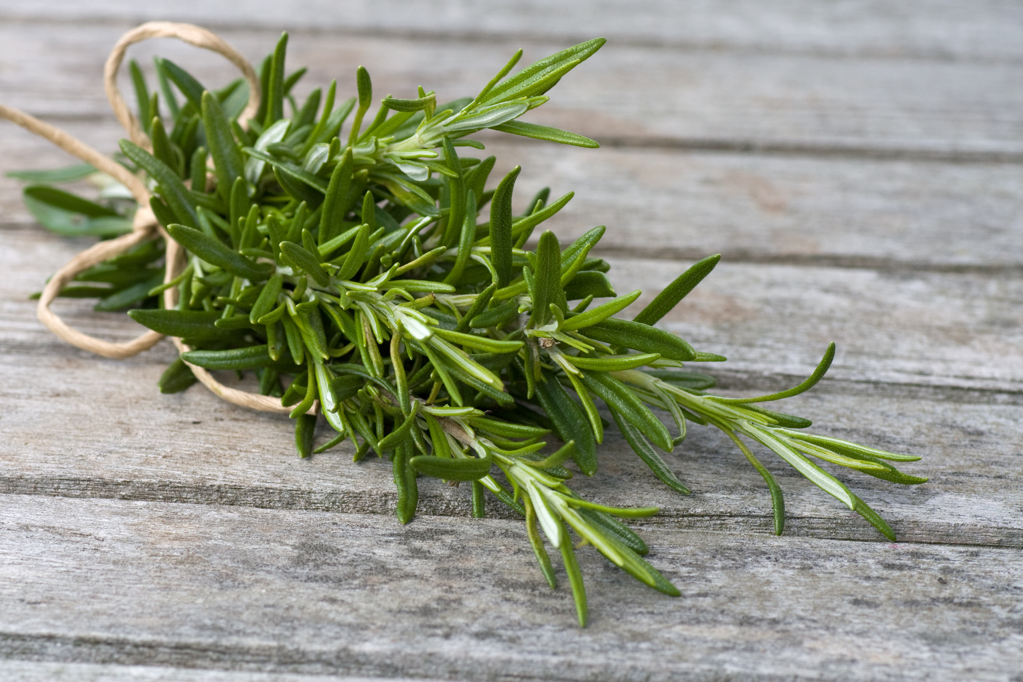 Greek Rosemary: Cooking and Medicinal Info