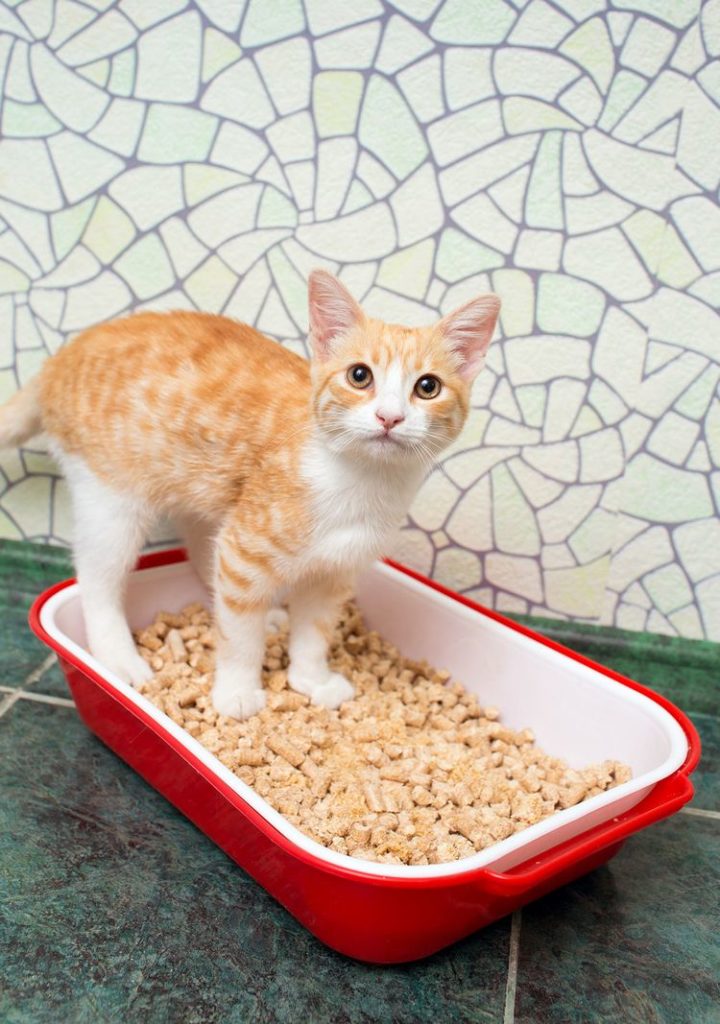 Kitty Litter to Fight Climate Change