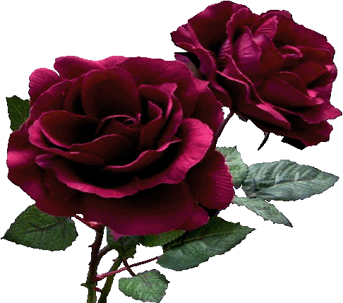 Rose Flower GIF - Roses Flowers Animated GIF Free Download