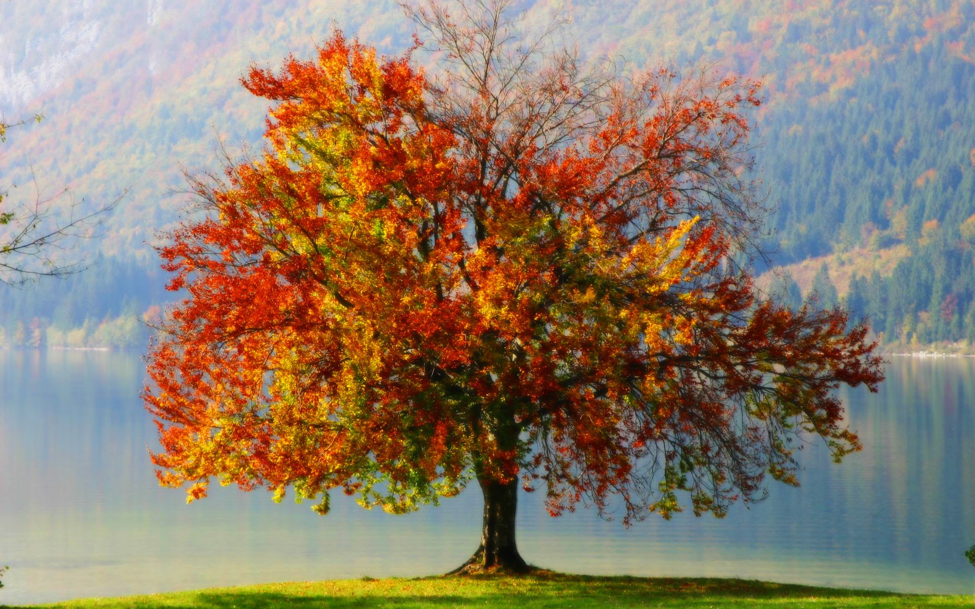 Autumn Tree Wallpaper - WallpaperSafari