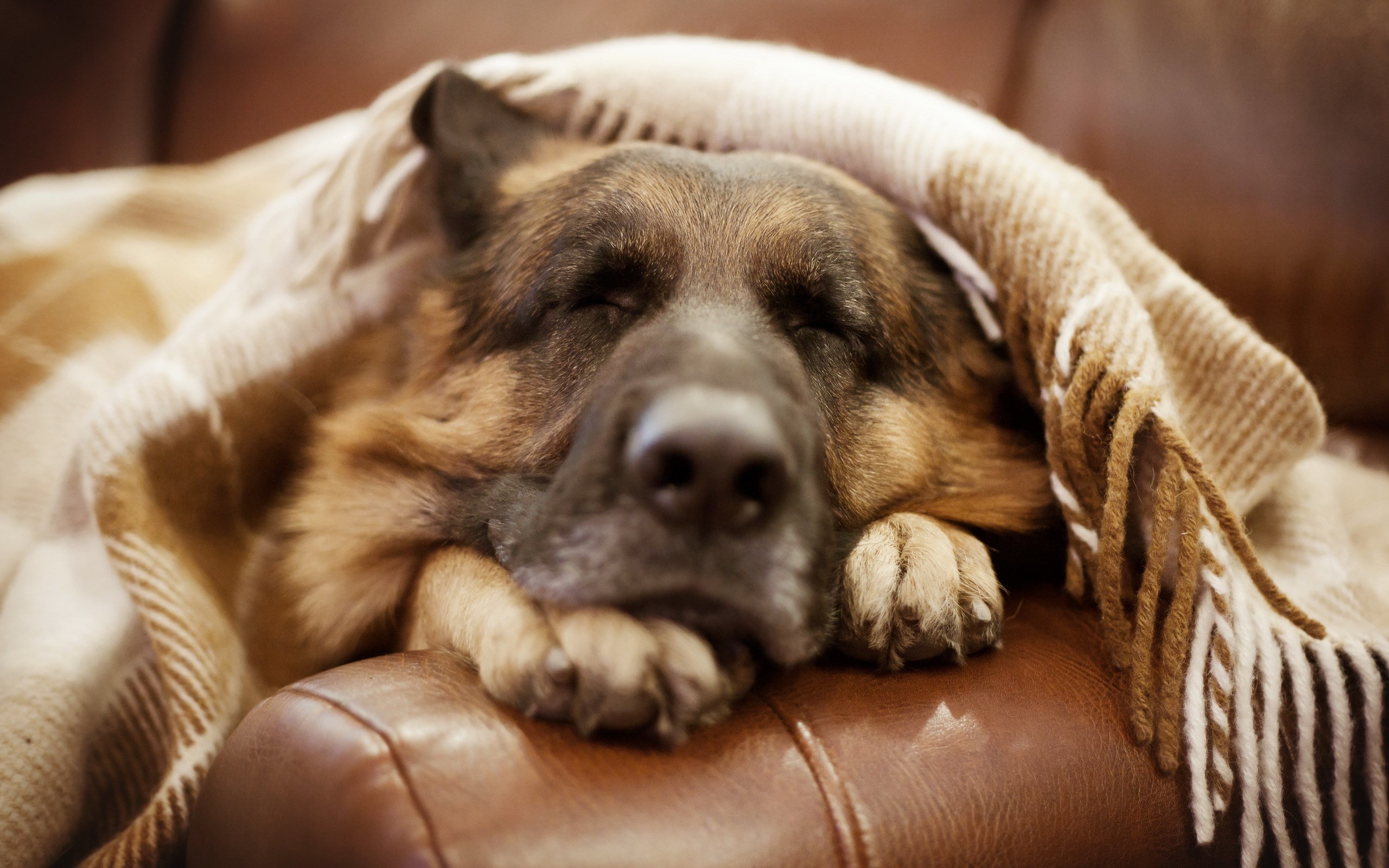 What Owners Need to Know about Dogs and Sleeping