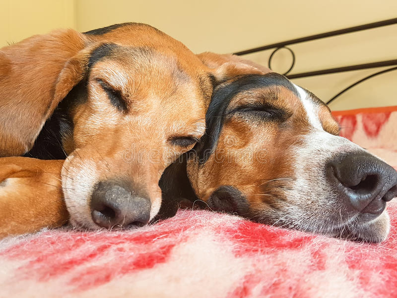 What You Need to Know about Your Dog and Sleeping - cover