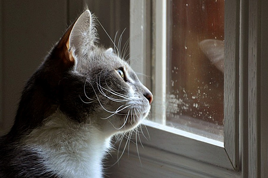 How Long Can Cats Really Stay Home Alone?