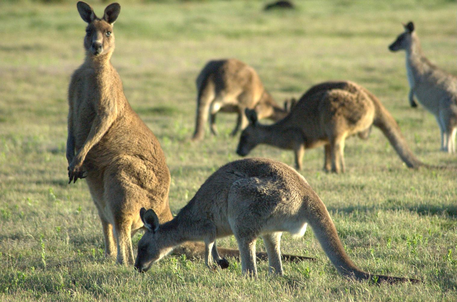 The kangaroo. | PRINCE GEORGE'S COUNTY PARENTS, MARYLAND BLOG