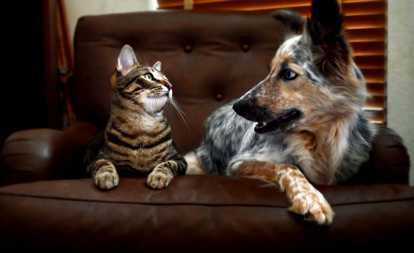 Why Do Dogs Hate Cats? 