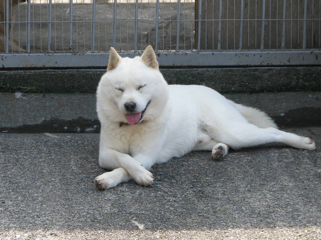 北海道犬 : 北海道犬 | Sumally (サマリー)