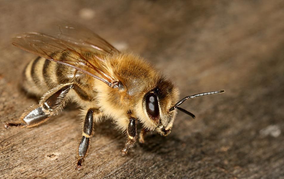 Quelles sont les différentes races d'abeilles ? – Miel Factory