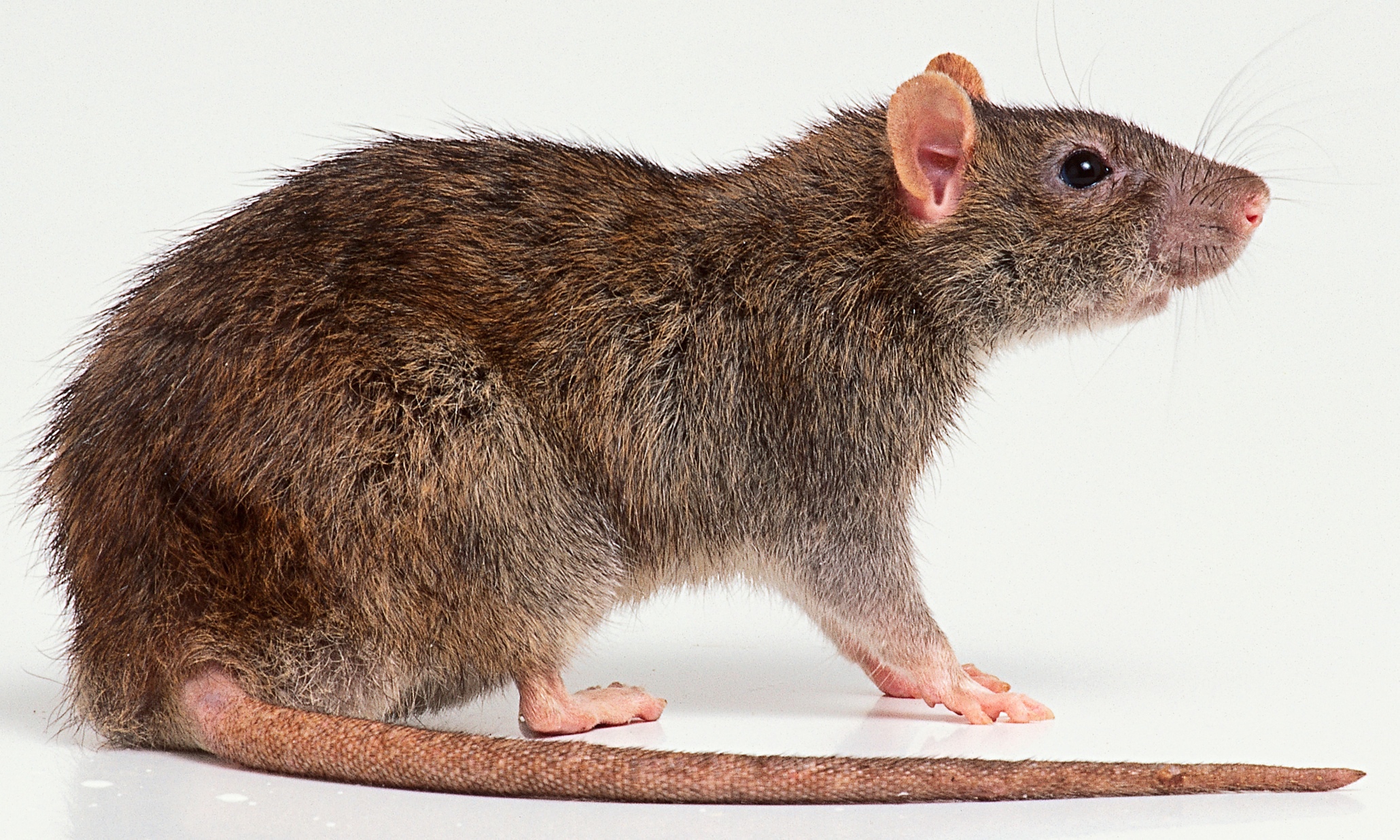 Rat Wallpapers Images Photos Pictures Backgrounds