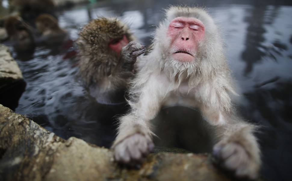 Fotos: Macacos da neve vivem em parque com piscinas termais no Japão ...