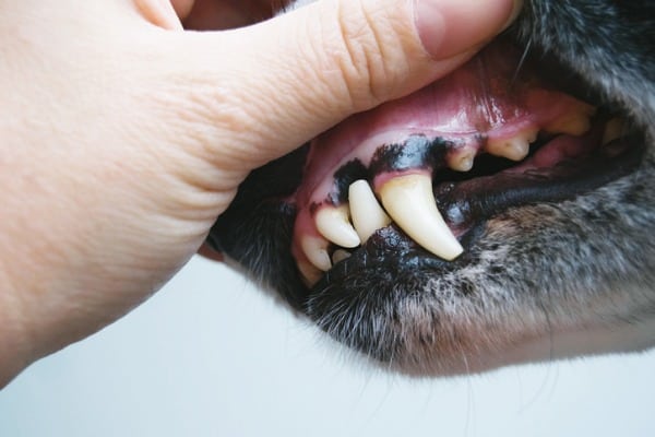 R Healthy Dog Gums vs Unhealthy - Dog Gum Health You Need to Know