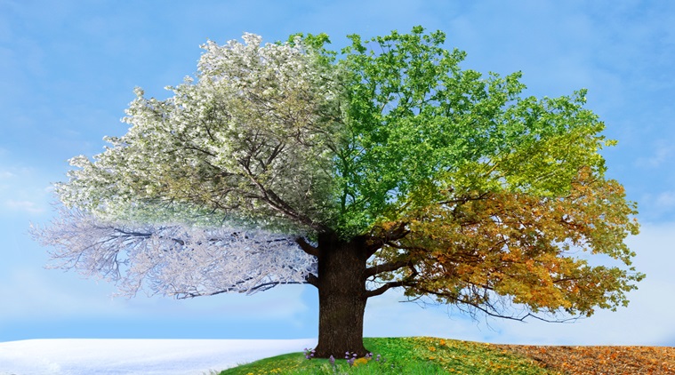 Principle of Multimedia: Image 2 : [Tree] - Seasons