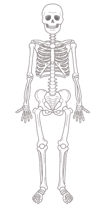 人間の骨格のイラスト（人体） | かわいいフリー素材集 いらすとや