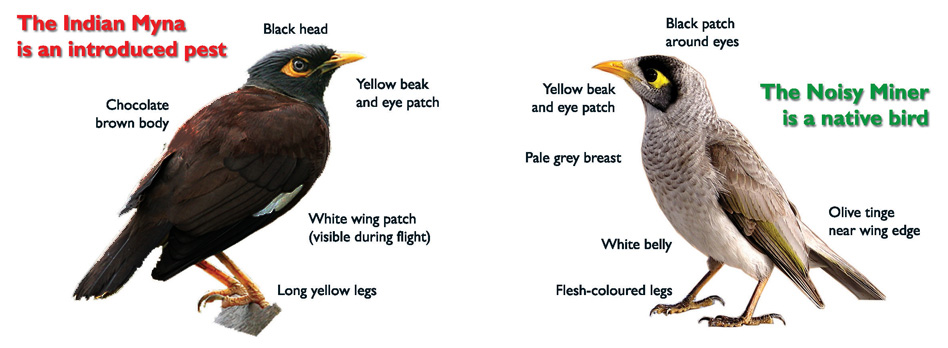 Common Myna - Report a Pest