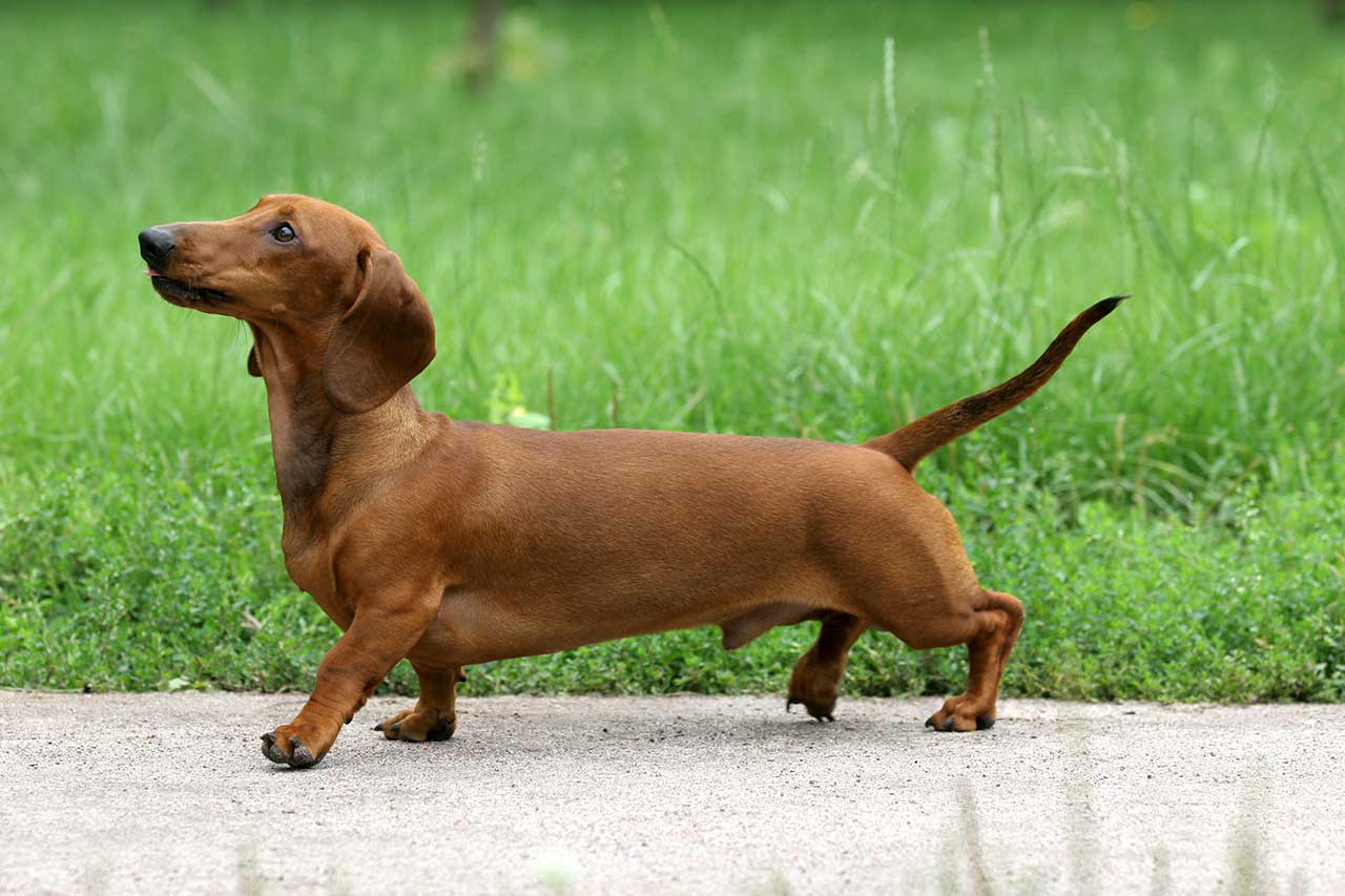 Dachshund Dog Breed » Information, Pictures, & More