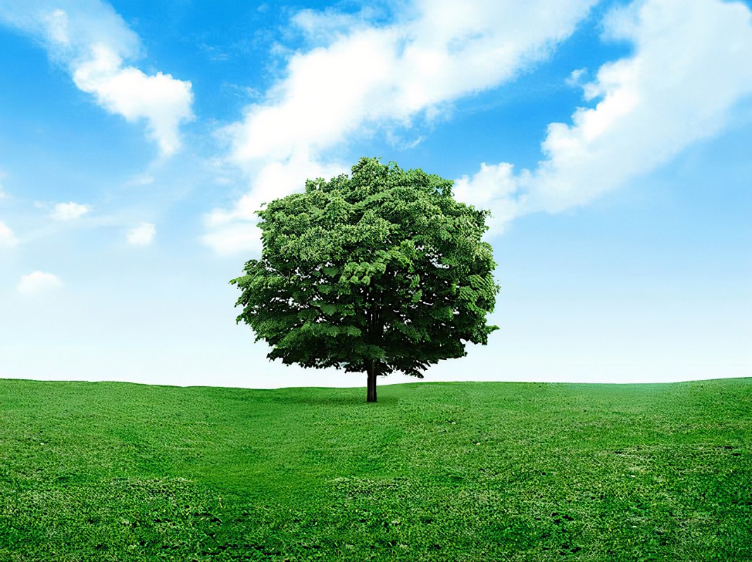 Yuk Simak! 4 Fakta Unik Tentang Pohon yang Wajib Anda Ketahui