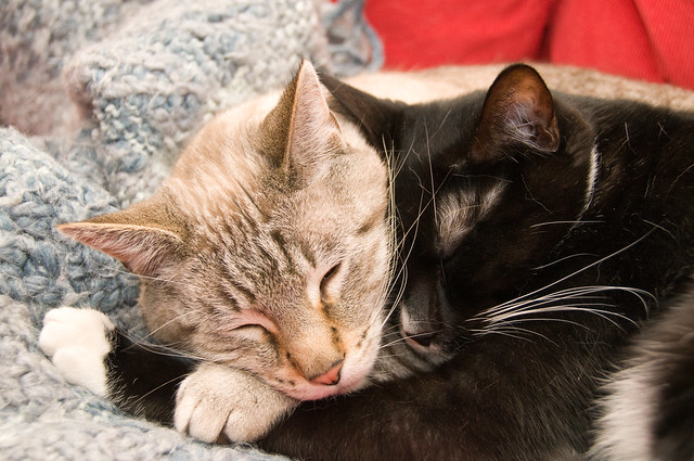 Cuddle Cats | Flickr - Photo Sharing!