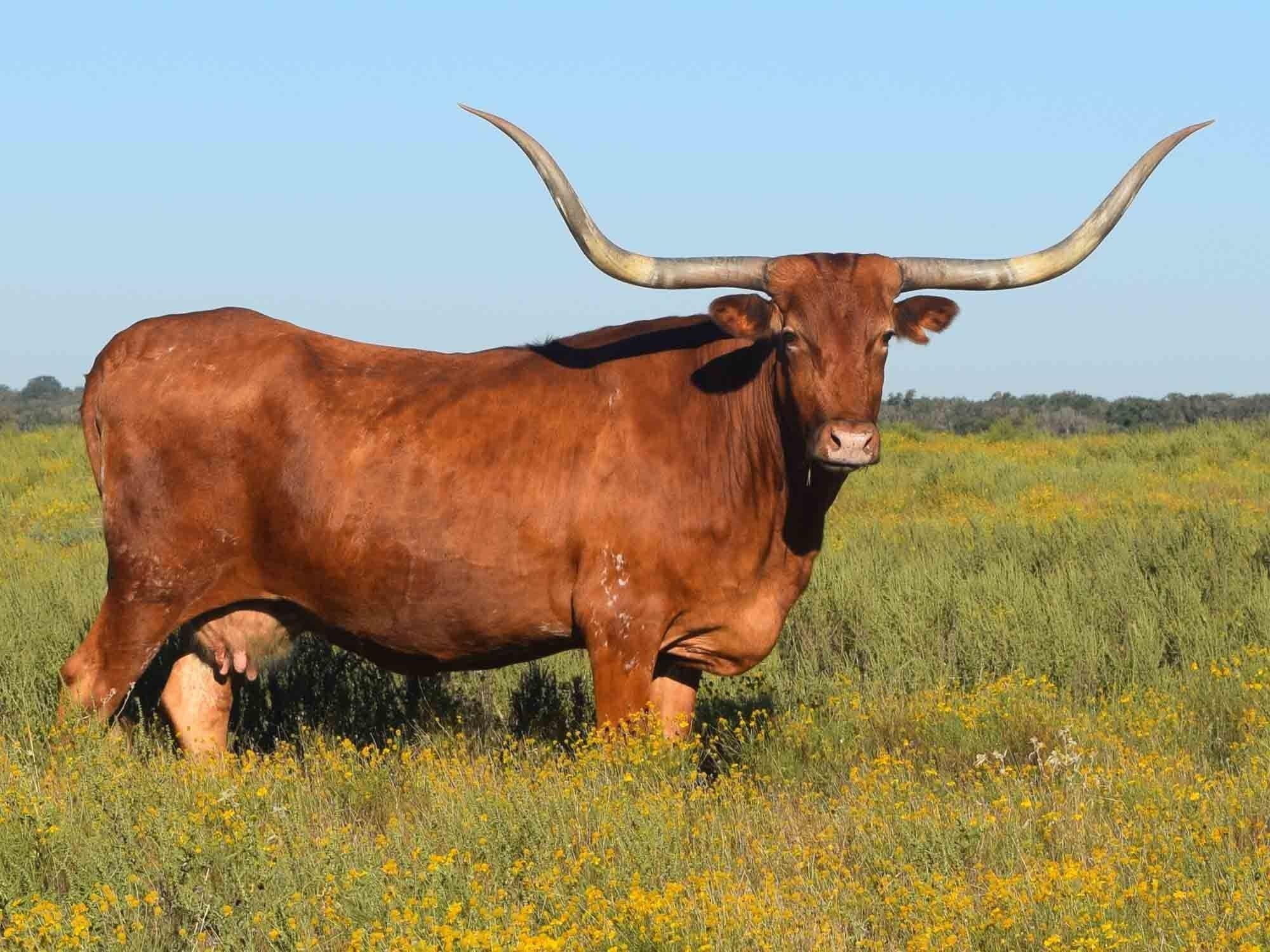 Long Horn cow