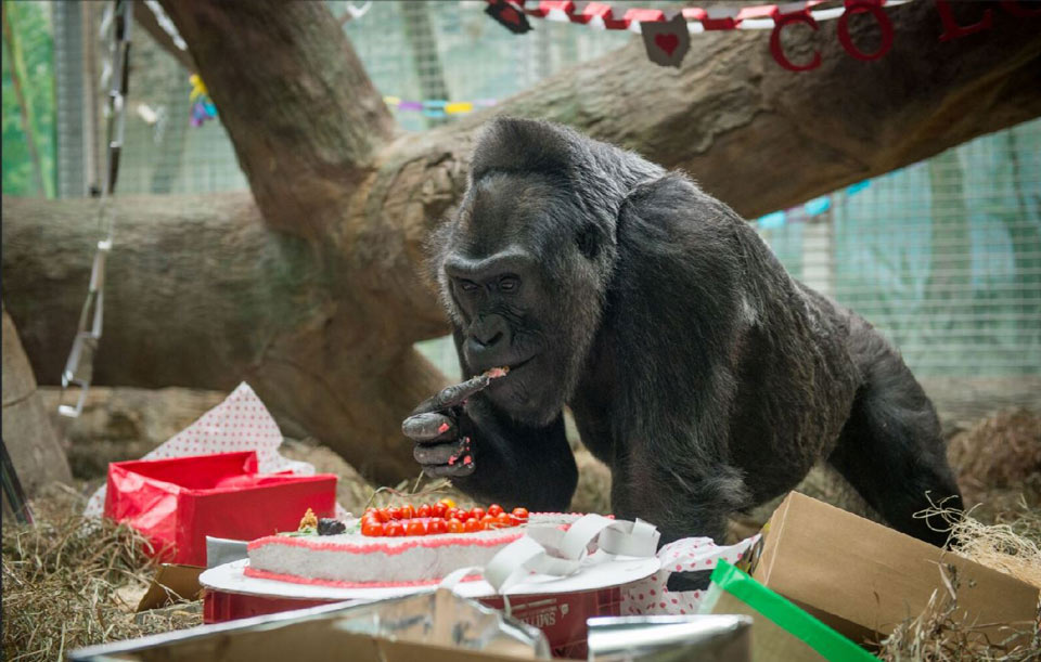 Colo Turns 60! Oldest Gorilla in The World Celebrates Birthday at The Columbus Zoo