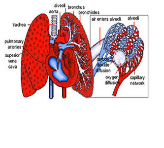 Ilustrasi Membran Respirasi