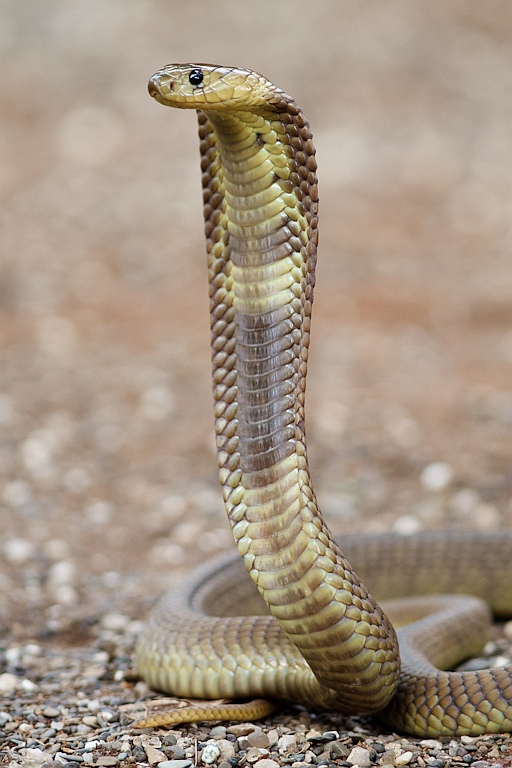 Snakes: Spitting Cobra