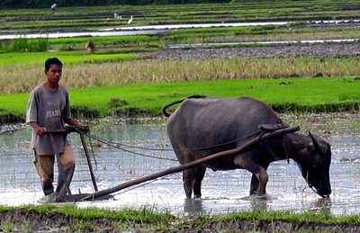Keunikan & Tantangan Pertanian Indonesia dengan Eropa