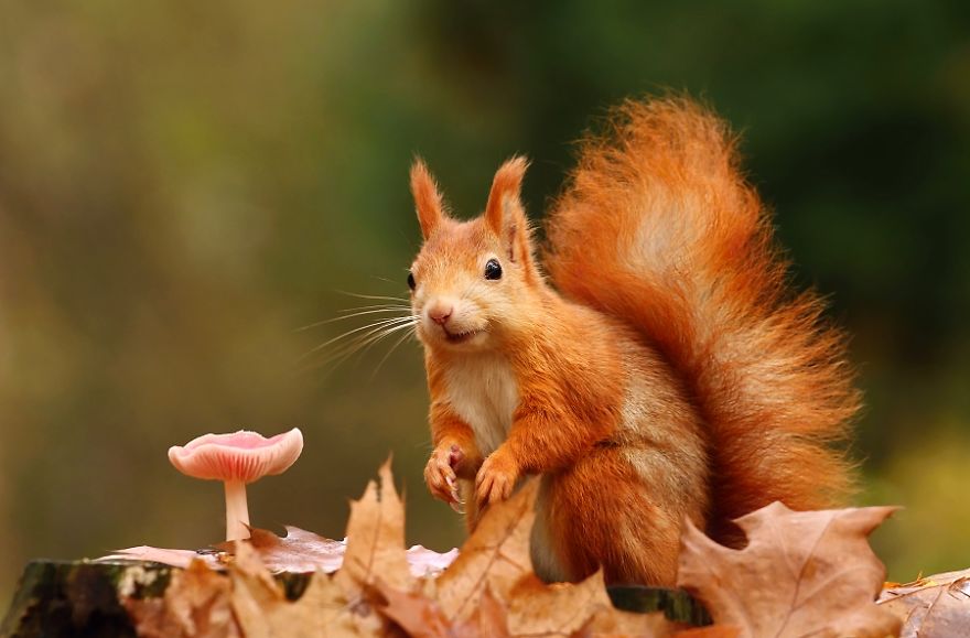 Beautiful Photos of Animals Fully Enjoying the Autumn Season - Reading ...