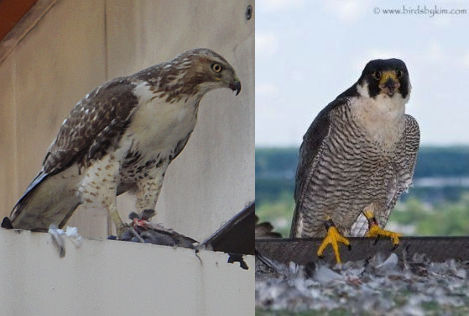 Top Differences Between a Hawk and a Falcon