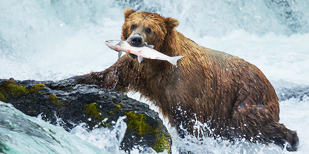 Grizzly Bear | National Wildlife Federation