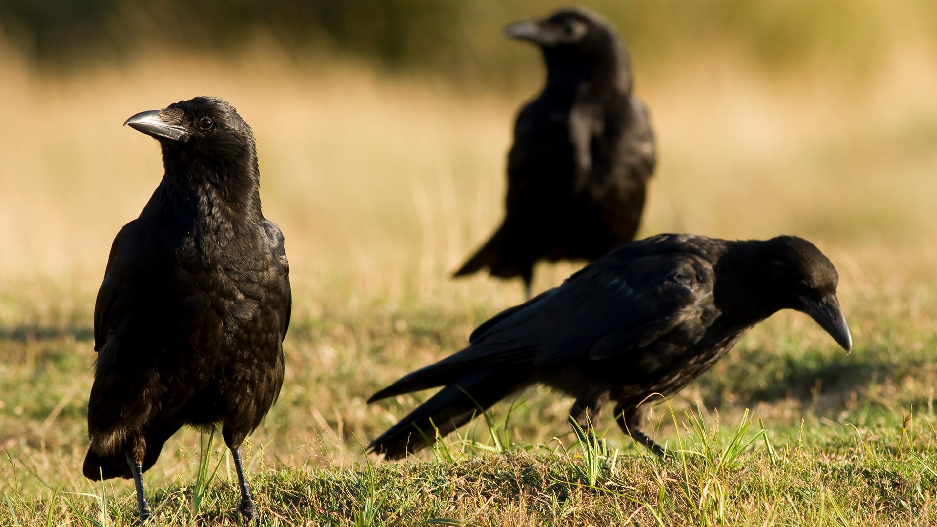 American Crows - The Good, The Bad and The Noisy