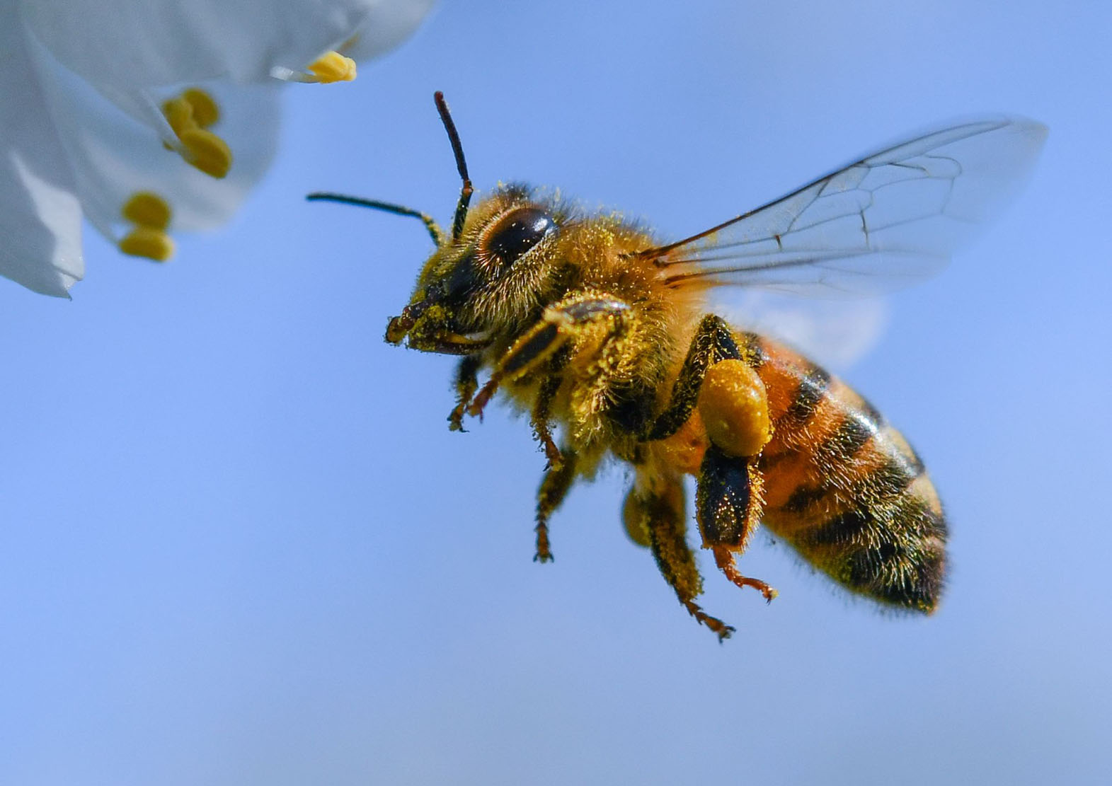Pesticides: Le massacre des abeilles et l’inaction des pouvoirs