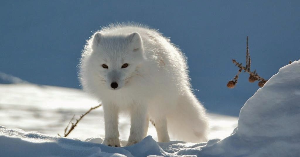 Natureza: Raposa-do-ártico