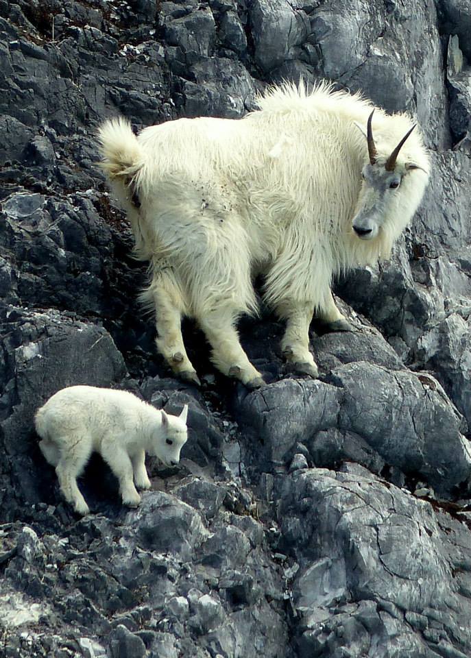 An Ode To The Magnificent Feet Of Mountain Goats | Gizmodo Australia