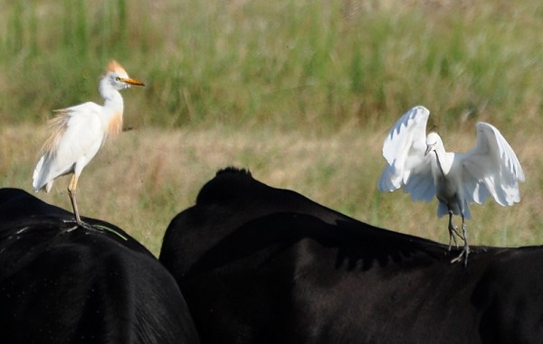 “cattle egret” “cow bird” bird cow nature kansas – Way Off The Trail